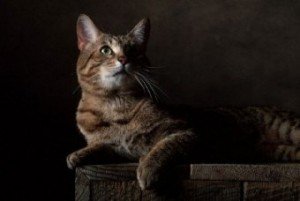 kaliforniya_spangled