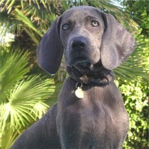 weimaraner_willmore