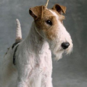 wire_fox_terrier